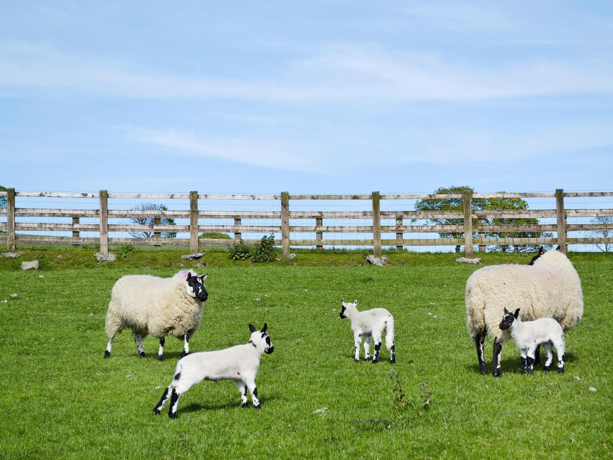 Maes Y Bryn Farmhouse Llanwrda Esterno foto